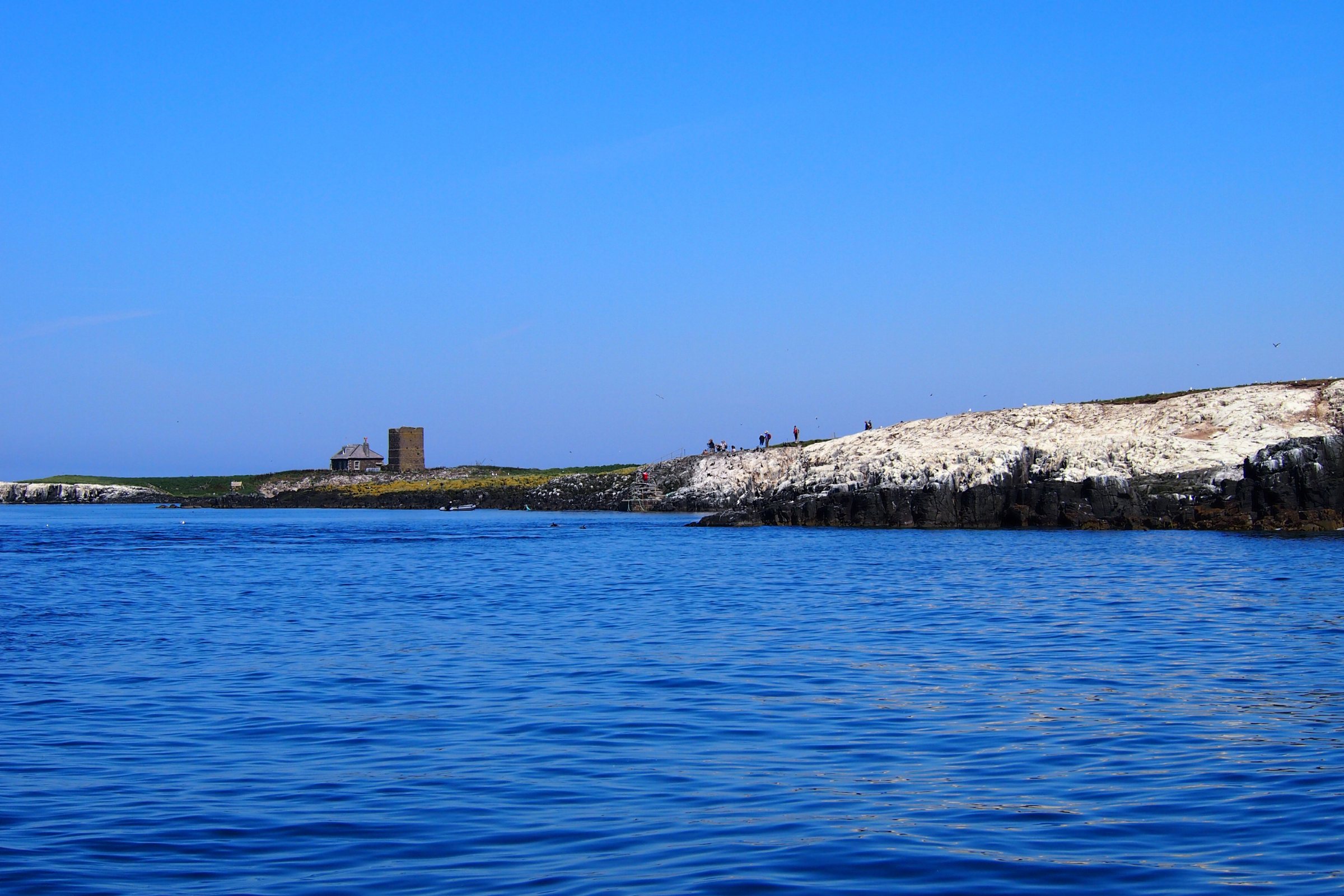 farne islands (2).webp